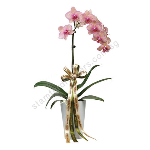 CFS-211-Phalaenopsis Beauty