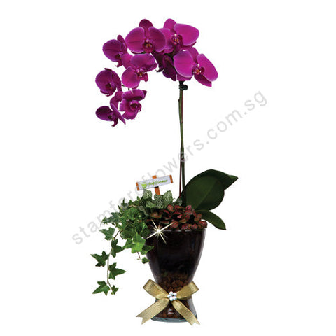 CFS-212-Phalaenopsis Garden