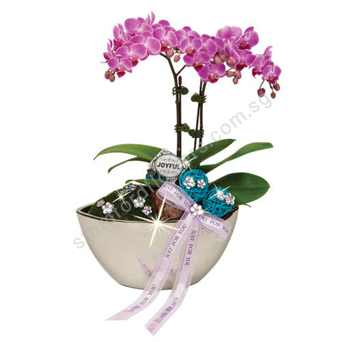 CFS-213-Phalaenopsis Bonsai