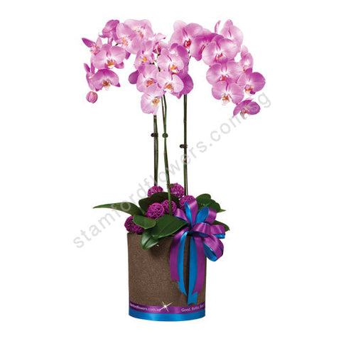 CFS-215-Elegant Phalaenopsis